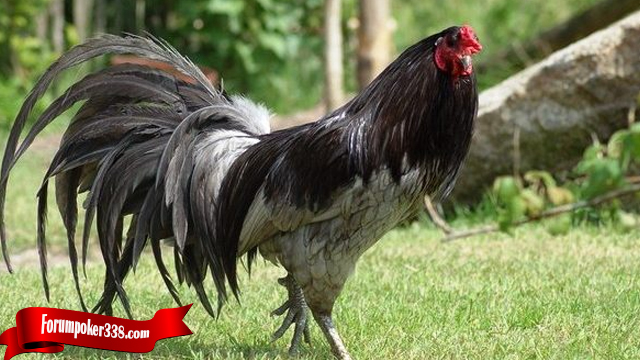 Cara Mudah Beternak Ayam Petarung